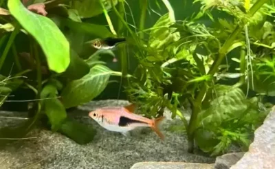 rasbora fish 