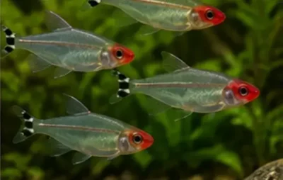 rummynose tetras