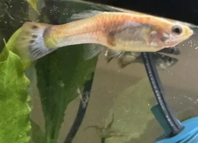 Guppy looking sick and pale