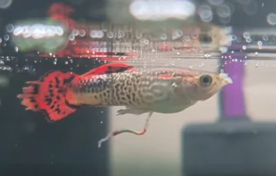 guppies at the top of the tank