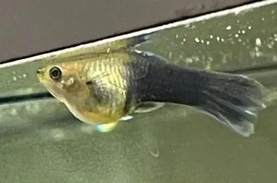 stressed sick guppy fish