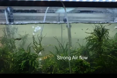 guppy fish tank with strong air flow