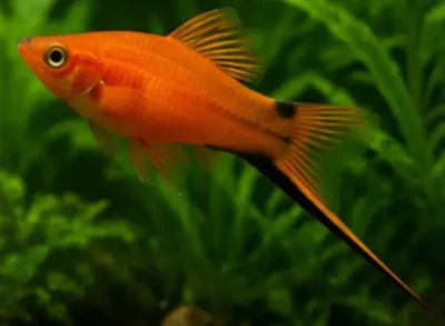 swordtails