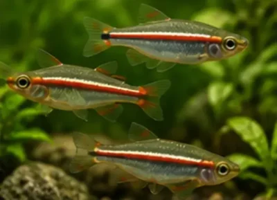 white cloud mountain minnows