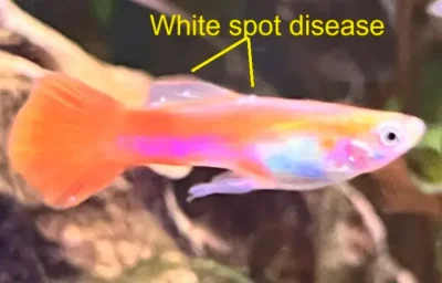 Ich, white spots on guppy fish