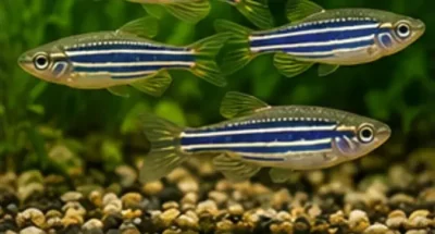 zebra danios