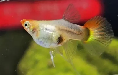 Female Red Koi tuxedo Guppy 
