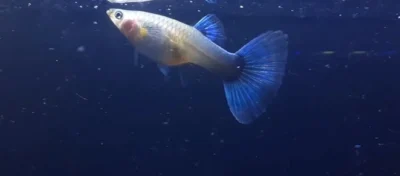 Female blue neon tuxedo guppy