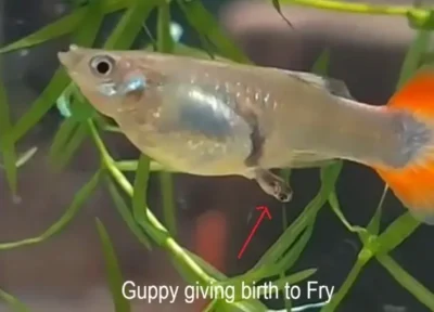 Female guppy giving birth to live fry