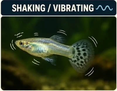 Guppy shaking