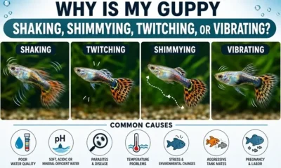 Guppy shaking, twitching, shaking, vibrating