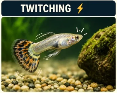Guppy twitching
