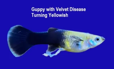 Guppy with Velvet Disease