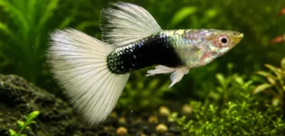 Tuxedo Guppy