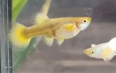 banana tuxedo guppy female 