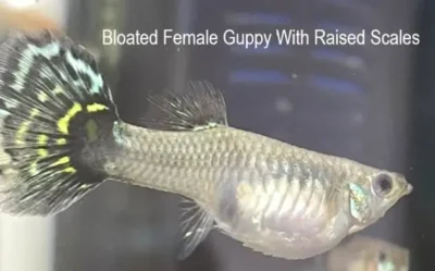 bloated female guppy with raised scales
