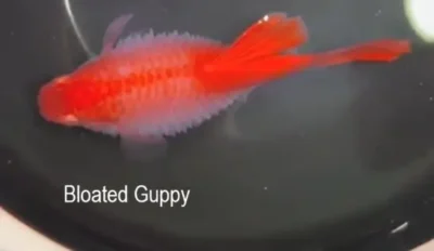 bloated guppy