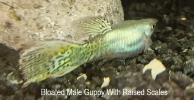 bloated male guppy with raised scale