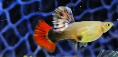 blonde red tuxedo guppy female 
