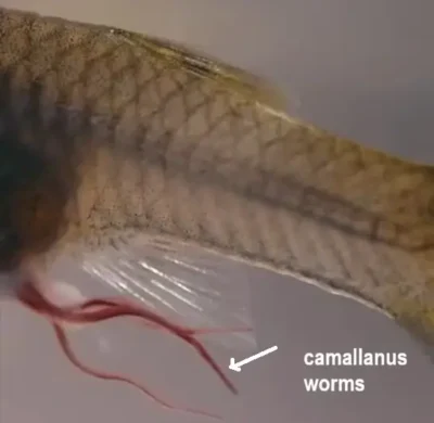 camallanus worms in guppy