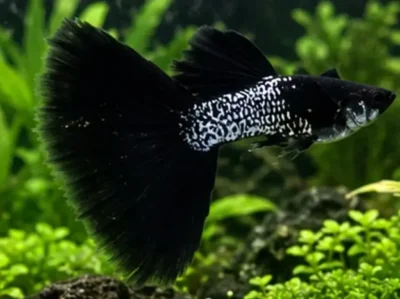 deltatail guppy 