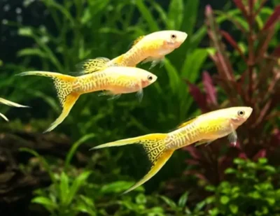 double-sword-tail-guppy 
