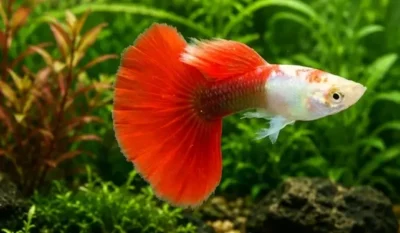 fantail guppy 