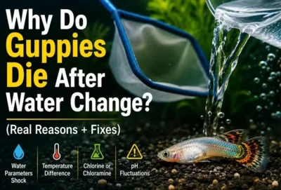 guppies die after water change 