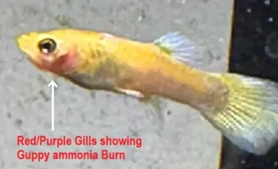 guppy with ammonia burn 