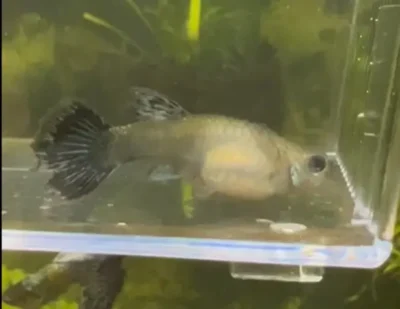 guppy bloated and resting at the bottom