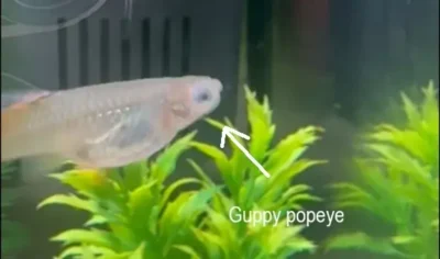 guppy popeye 