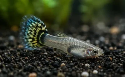 guppy staying at the bottom of the tank 