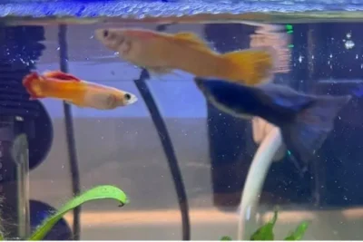 guppy swimming at the top of the tank