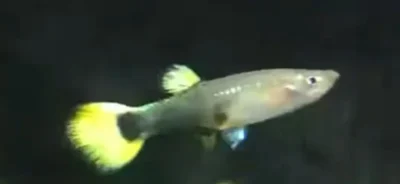 hybrid yellow tuxedo guppy female