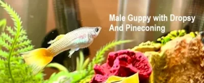 male guppy with dropsy and pineconing