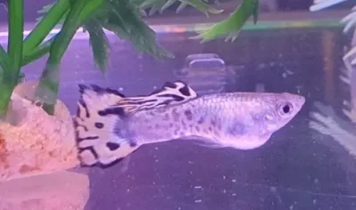 overfed male guppies