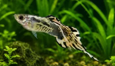 pintail guppy 