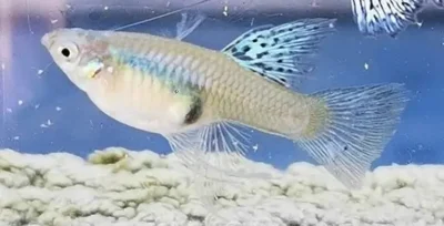 pregnant guppy