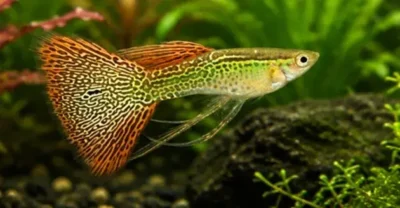 snake skin Guppy 