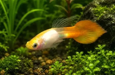 spadetail guppy 