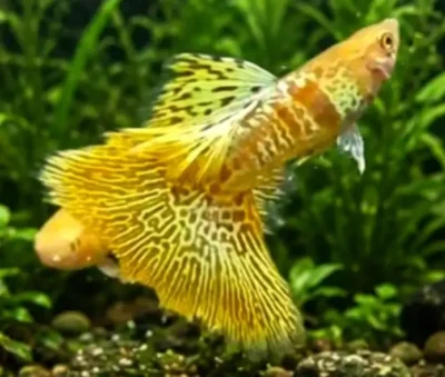 veiltail Guppy 