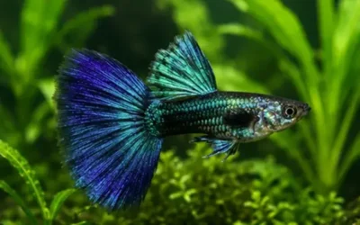 Bi-Colored guppy 