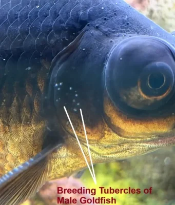 Breeding Tubercles of male goldfsih 