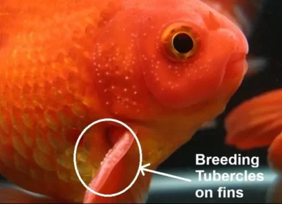 Breeding Tubercles on fins of male goldfish