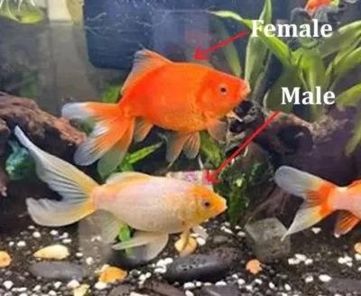 Common Goldfish male vs Female 