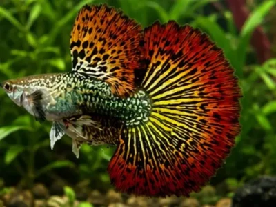 Dragon Guppy
