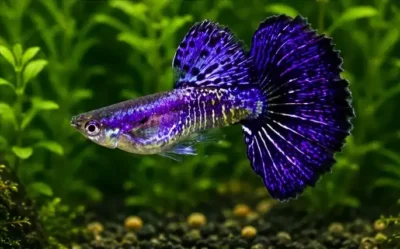Dragon Head guppy