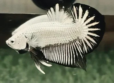 Dragon Scale Betta