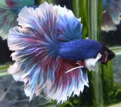 Dumbo ear betta