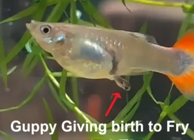 Female guppy giving birth to live fry